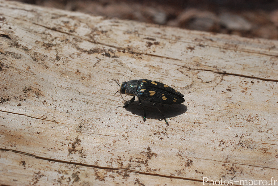 Buprestis octoguttata